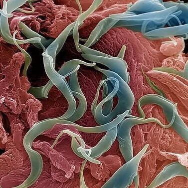 A variety of parasites that live in the human body