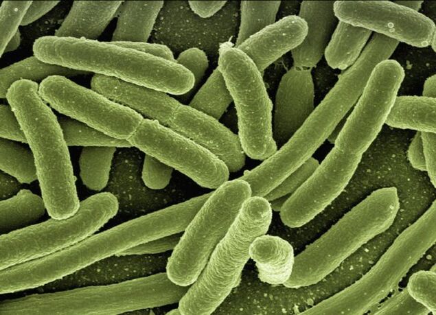 parasites in the human body