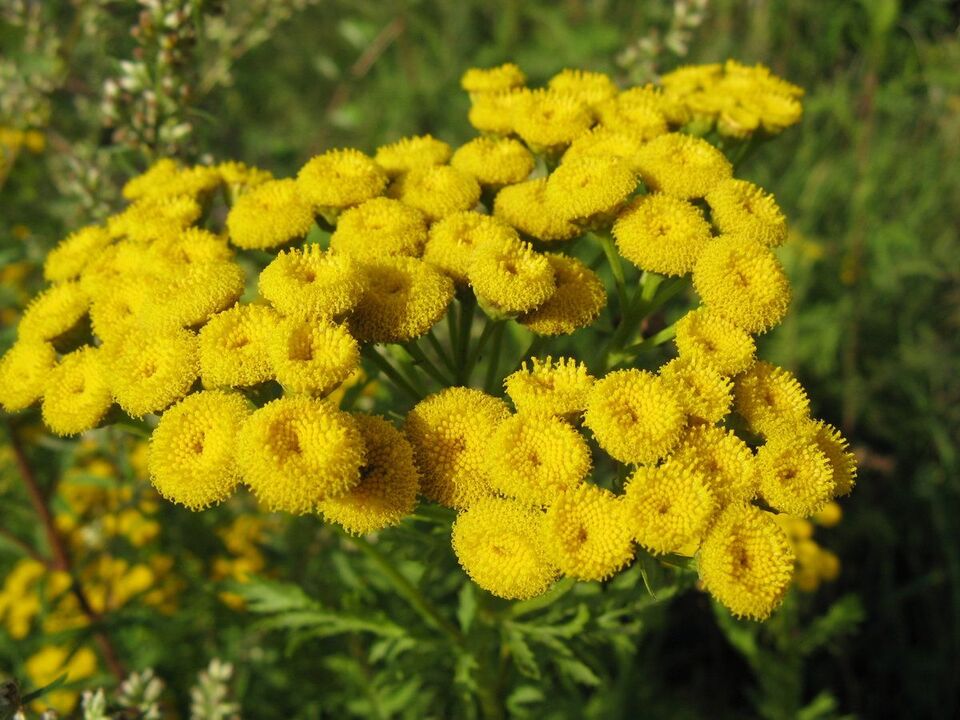 wormwood against parasites
