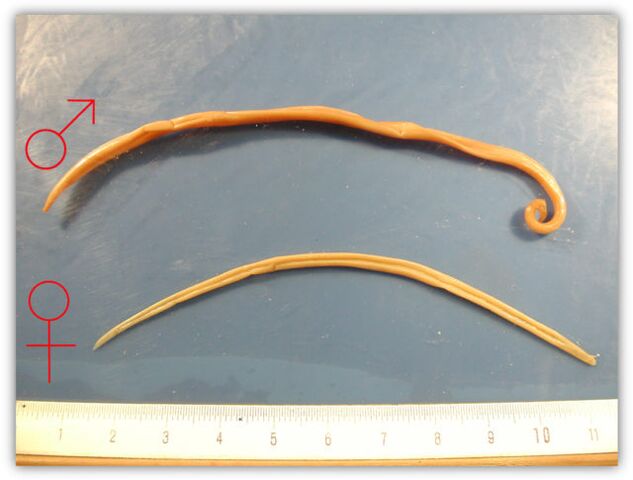 Size of a roundworm